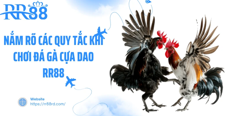 Nắm rõ các quy tắc khi chơi đá gà cựa dao RR88