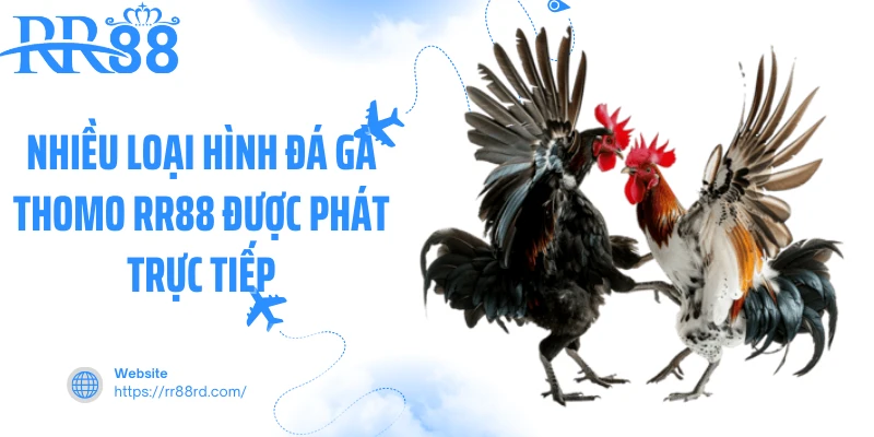 Nhiều loại hình đá gà thomo RR88 được phát trực tiếp