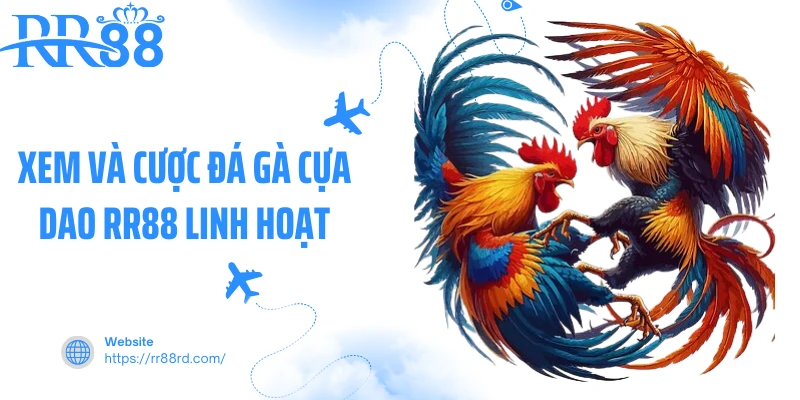 Xem và cược đá gà cựa dao RR88 linh hoạt